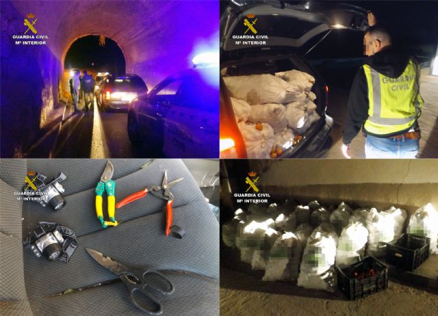 La Guardia Civil detiene in fraganti a tres individuos cuando salían de una finca agrícola con más de una tonelada de mandarinas, Foto 6
