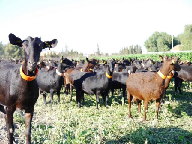 Alimer lidera la oferta formativa en caprino de SEPOR - 1, Foto 1