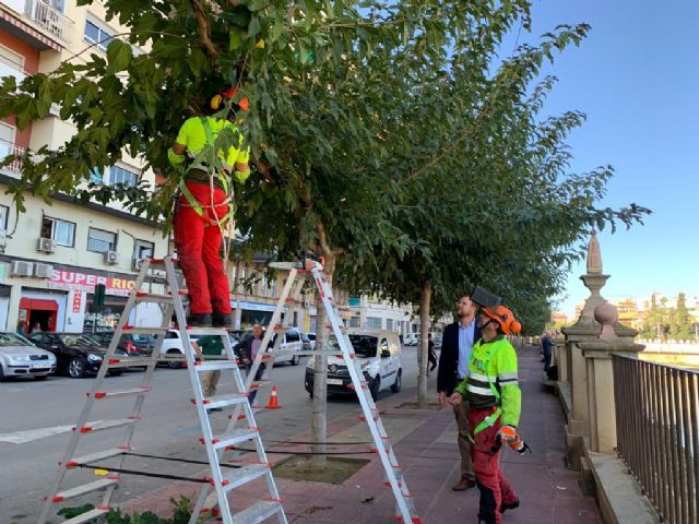 Parques y Jardines poda las más de 20.000 moreras del municipio de cara al invierno - 1, Foto 1