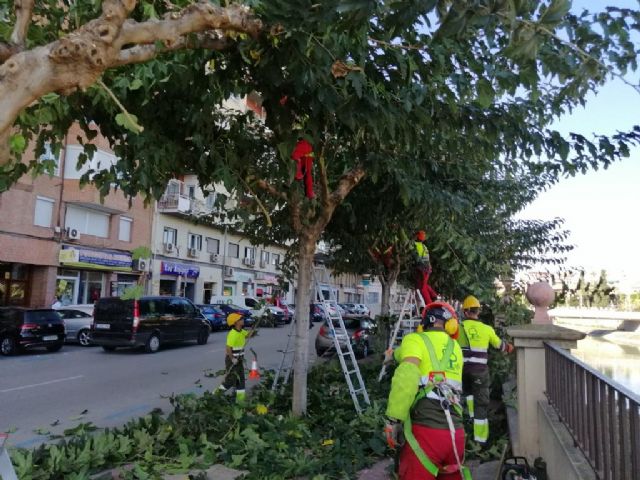Parques y Jardines poda las más de 20.000 moreras del municipio de cara al invierno - 2, Foto 2