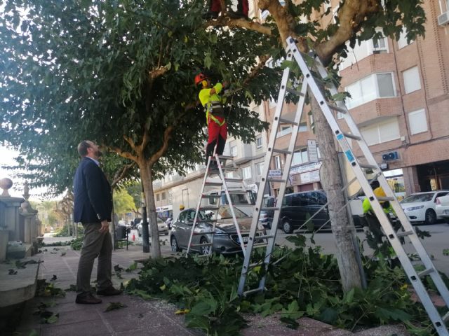 Parques y Jardines poda las más de 20.000 moreras del municipio de cara al invierno - 3, Foto 3