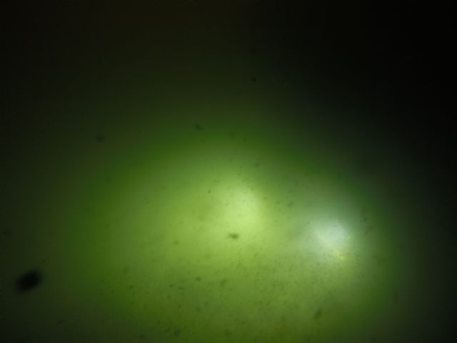 ANSE Y WWF muestran imágenes de los fondos más profundos del Mar Menor en la actualidad - 2, Foto 2