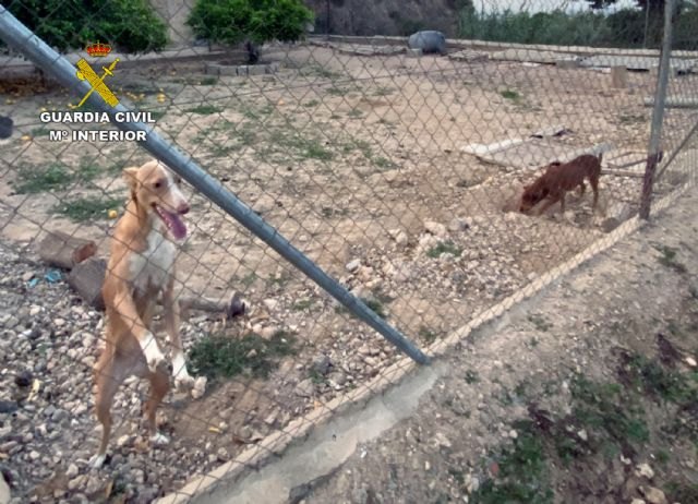 La Guardia Civil investiga a un vecino de Alhama de Murcia por maltratar de forma continuada a sus perros, Foto 1