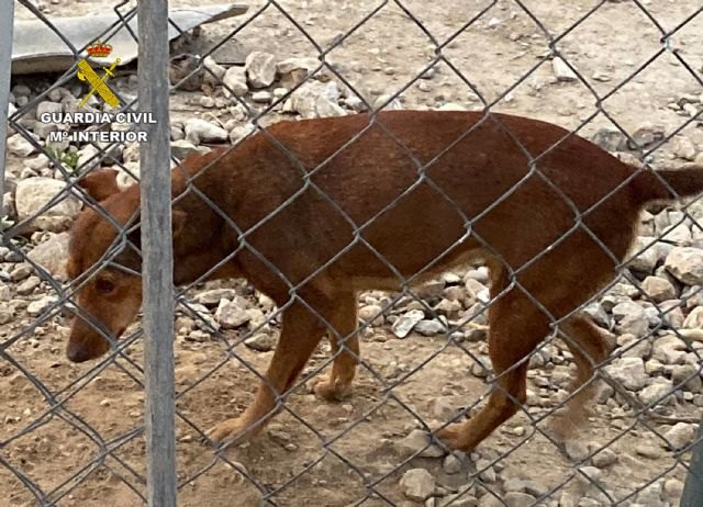 La Guardia Civil investiga a un vecino de Alhama de Murcia por maltratar de forma continuada a sus perros, Foto 2
