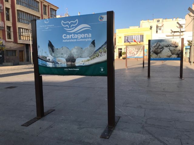 La Exposición Cartagena, naturaleza sumergida, se encuentra ubicada en la plaza del Ayuntamiento de Torre Pacheco - 1, Foto 1