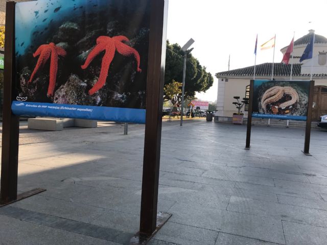 La Exposición Cartagena, naturaleza sumergida, se encuentra ubicada en la plaza del Ayuntamiento de Torre Pacheco - 2, Foto 2