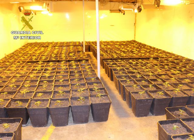 La Guardia Civil desmantela dos invernaderos clandestinos con 1.500 plantas de marihuana - 5, Foto 5