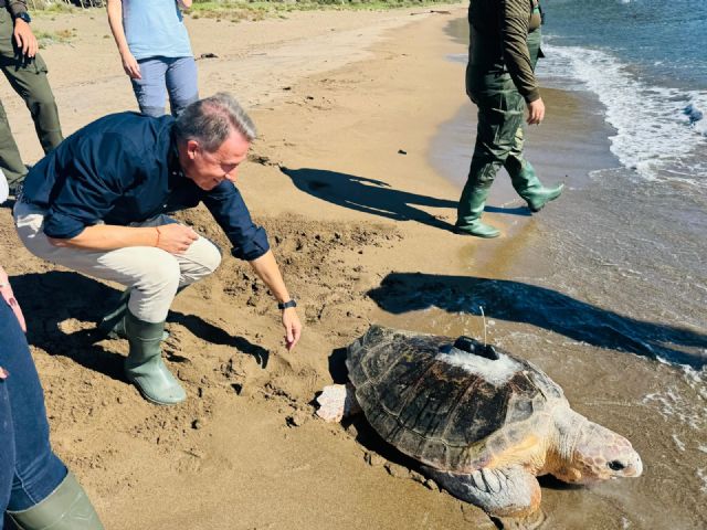 Lorca celebra la liberación de una tortuga boba en Calnegre tras su recuperación en El Valle - 2, Foto 2