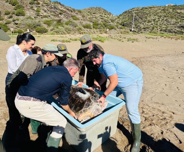Lorca celebra la liberación de una tortuga boba en Calnegre tras su recuperación en El Valle - 4, Foto 4