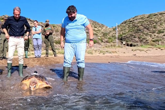 La Región alcanza las 259 tortugas bobas reintroducidas con la suelta del ejemplar más grande registrado - 1, Foto 1