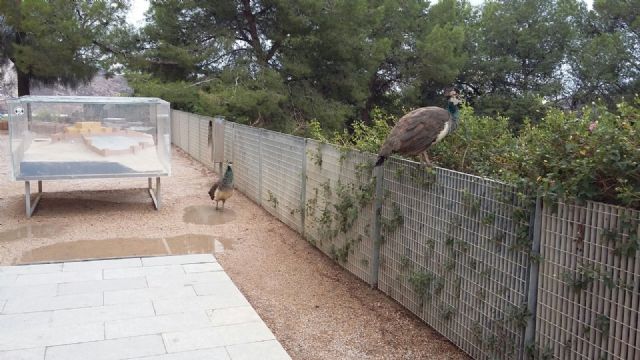 Ciudadanos Cartagena reclama al Gobierno local un plan de mejora integral del Parque Torres para atraer a más visitantes - 2, Foto 2