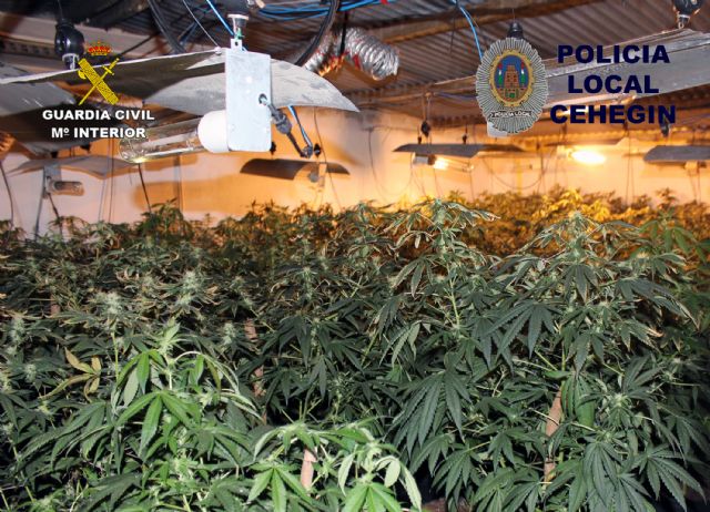 Desmantelan un invernadero con 230 plantas de marihuana en una vivienda de Cehegín - 1, Foto 1