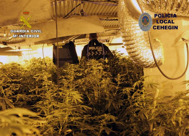 Desmantelan un invernadero con 230 plantas de marihuana en una vivienda de Cehegín - 2, Foto 2