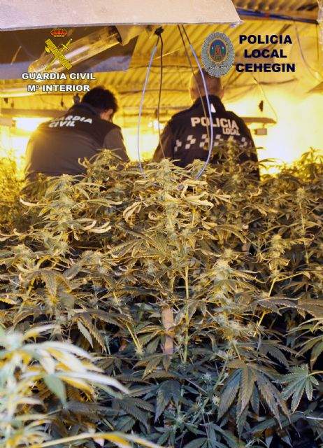 Desmantelan un invernadero con 230 plantas de marihuana en una vivienda de Cehegín - 3, Foto 3