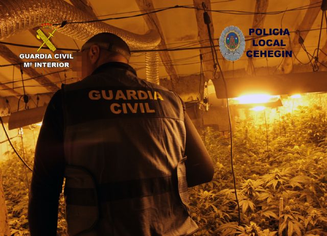 Desmantelan un invernadero con 230 plantas de marihuana en una vivienda de Cehegín - 4, Foto 4