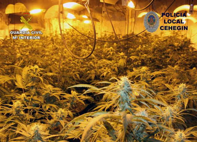 Desmantelan un invernadero con 230 plantas de marihuana en una vivienda de Cehegín - 5, Foto 5