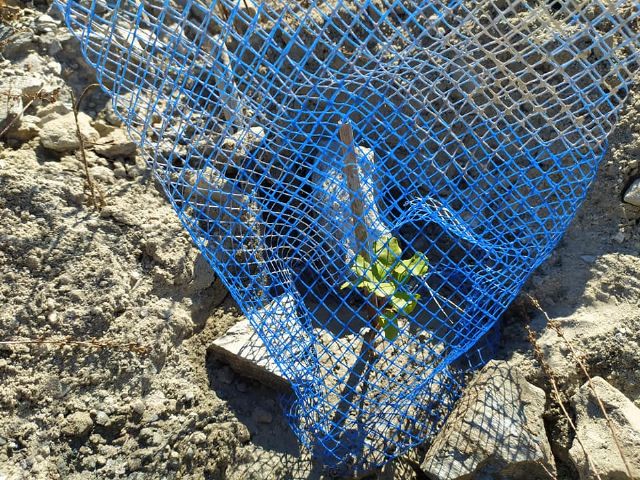 Actividades medioambientales en La Aljorra, Cartagena, por el día del árbol autóctono - 2, Foto 2