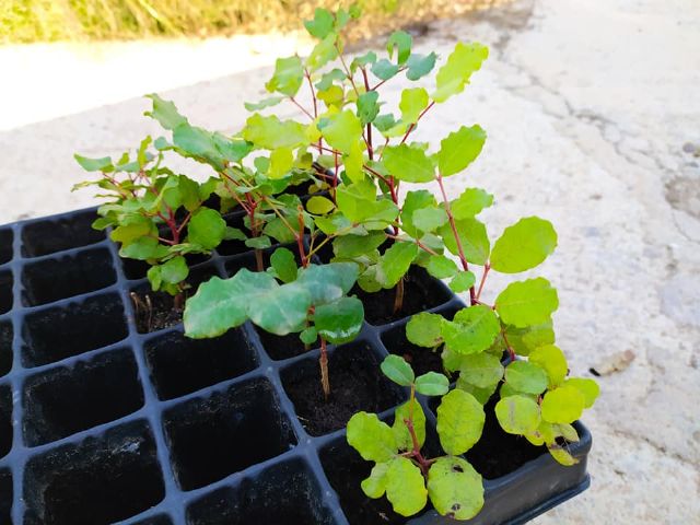 Actividades medioambientales en La Aljorra, Cartagena, por el día del árbol autóctono - 3, Foto 3