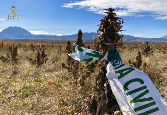 La Guardia Civil desmantela varias plantaciones de marihuana cultivadas bajo la apariencia de cáñamo industrial - 2, Foto 2