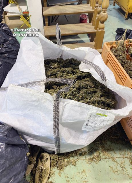 La Guardia Civil desmantela varias plantaciones de marihuana cultivadas bajo la apariencia de cáñamo industrial - 3, Foto 3
