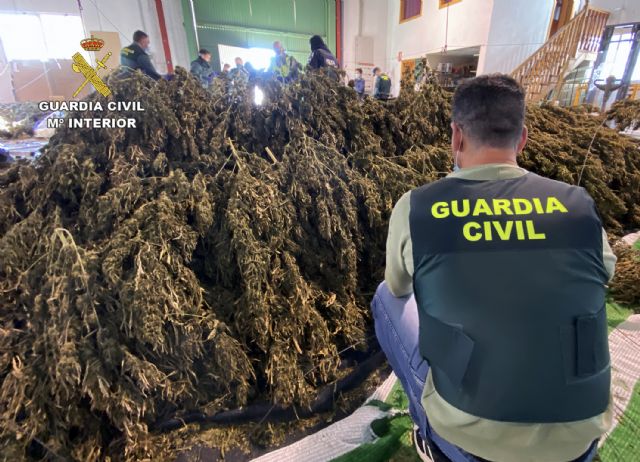 La Guardia Civil desmantela varias plantaciones de marihuana cultivadas bajo la apariencia de cáñamo industrial - 4, Foto 4