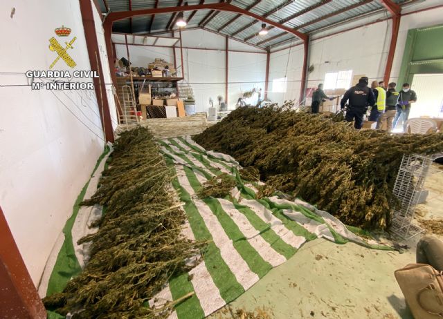 La Guardia Civil desmantela varias plantaciones de marihuana cultivadas bajo la apariencia de cáñamo industrial - 5, Foto 5