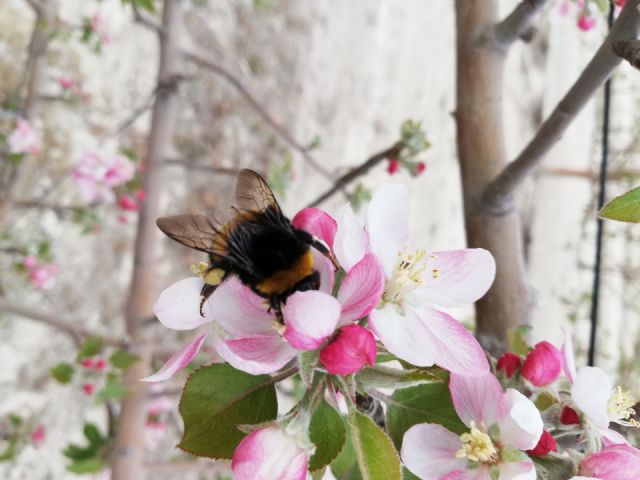 Miembros del grupo de investigación Filogenia y evolución animal de la UMU advierten en Nature del riesgo de los pesticidas para los polinizadores - 1, Foto 1