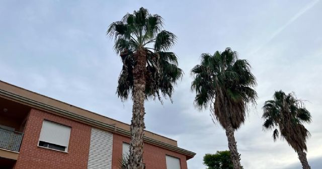 El Ayuntamiento comienza una campaña de podas de las palmeras del municipio - 2, Foto 2