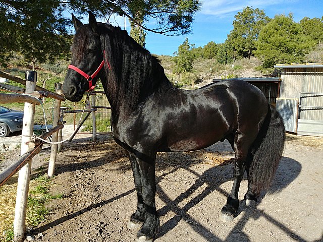 El Ayuntamiento de Lorca presenta FERICAB 2024 en el Salón Internacional del Caballo Pura Raza Española de Sevilla - 1, Foto 1