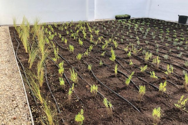 El local social de El Llano será el primer edificio municipal con un huerto urbano en su cubierta - 1, Foto 1