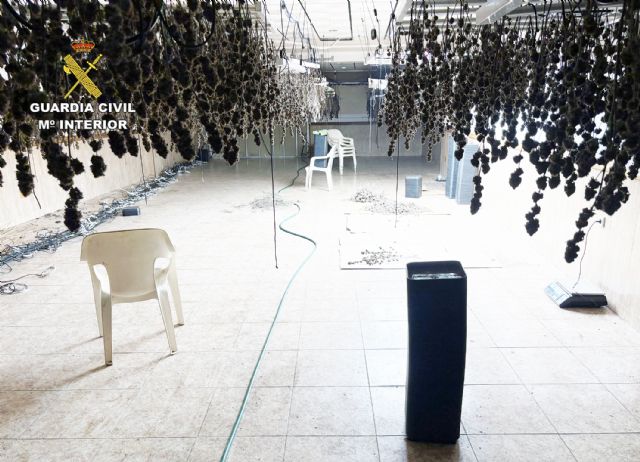 La Guardia Civil desmantela un invernadero con un millar de plantas de cannabis en un antiguo restaurante de Casillas-Murcia - 2, Foto 2