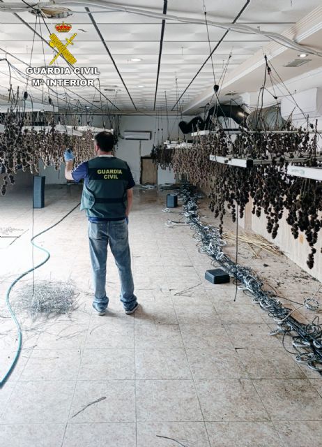 La Guardia Civil desmantela un invernadero con un millar de plantas de cannabis en un antiguo restaurante de Casillas-Murcia - 3, Foto 3