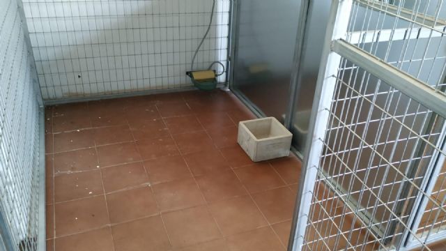 El Ayuntamiento construye una zona canina junto a la Policía Local para la custodia de mascotas perdidas o abandonadas - 3, Foto 3