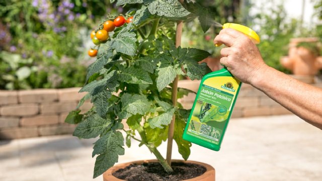 Insecticida Natural. Jabón Potásico Neudosan® RTU para plantas hortícolas y ornamentales sin plagas - 1, Foto 1