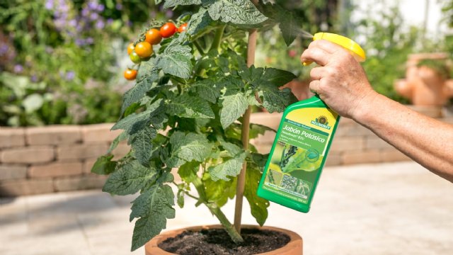 Insecticida Natural. Jabón Potásico Neudosan® RTU para plantas hortícolas y ornamentales sin plagas - 1, Foto 1