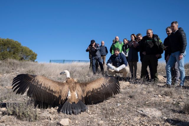 La Comunidad recupera y libera 31 buitres leonados durante los últimos cinco años - 1, Foto 1