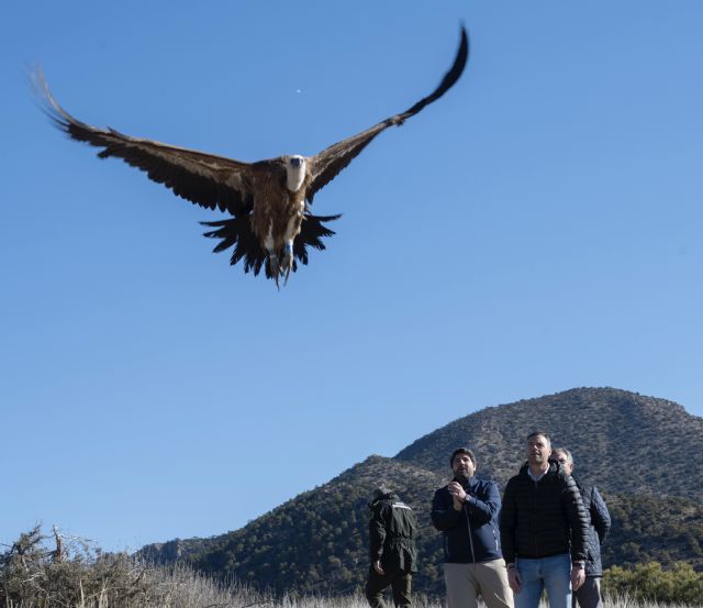 La Comunidad recupera y libera 31 buitres leonados durante los últimos cinco años - 3, Foto 3