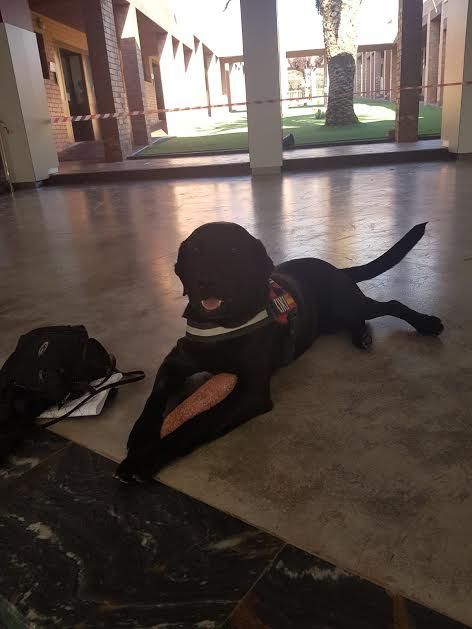 Protección Civil y la comunidad educativa del Colegio Reina Sofía participan en un simulacro de incendio, Foto 6