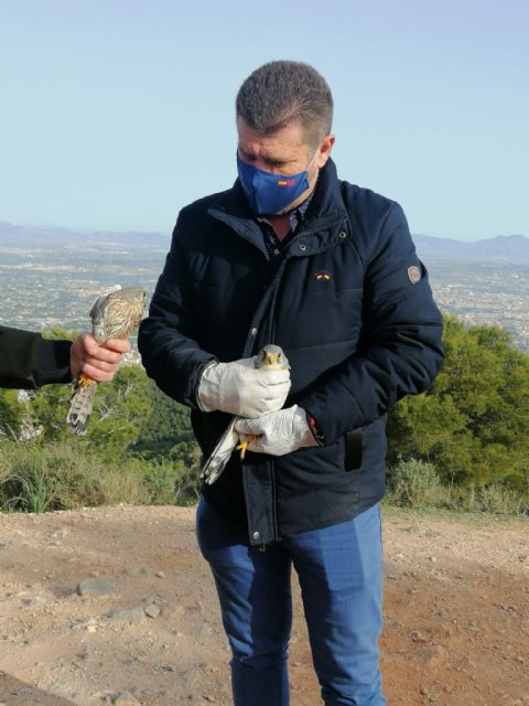 Liberados cuatro ejemplares de cernícalo tras su tratamiento en el Centro de Recuperación de Fauna de la Comunidad Autónoma - 1, Foto 1