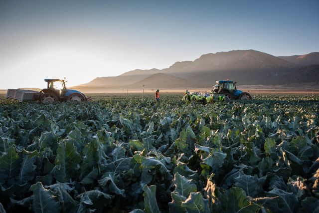 Agromediterránea vuelve a Fruit Logistica con su surtido de vegetales directos del campo - 2, Foto 2