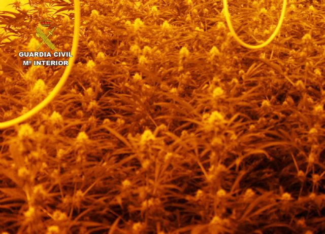 La Guardia Civil desmantela en Puerto Lumbreras una plantación indoor de marihuana - 3, Foto 3