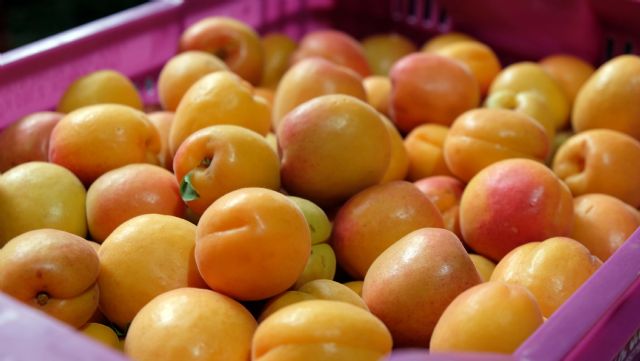 Las organizaciones agrarias reclaman una ampliación de la fecha de comunicación de siniestros por falta de cuajado - 1, Foto 1