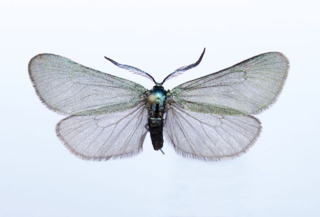 Investigadores de la UMU en busca de nuevas especies - 1, Foto 1