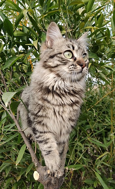 Las 5 claves básicas para el cuidado de los animales de compañía en verano que señala De Mascotas - 1, Foto 1