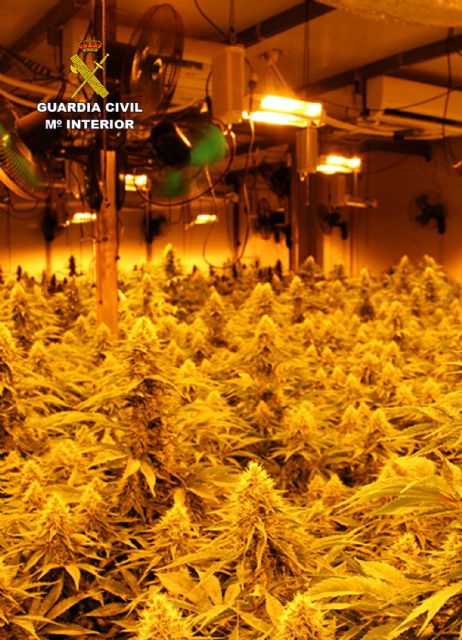 La Guardia Civil desmantela en La Unión un activo punto de producción y distribución de cannabis - 3, Foto 3