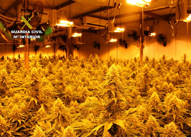 La Guardia Civil desmantela en La Unión un activo punto de producción y distribución de cannabis - 5, Foto 5
