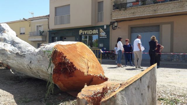 El PP exige la dimisión del alcalde de Lorca por destruir árboles casi bicentenarios pese a que prometió a los vecinos que los iba a trasplantar - 1, Foto 1