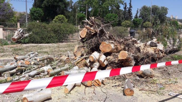 El PP exige la dimisión del alcalde de Lorca por destruir árboles casi bicentenarios pese a que prometió a los vecinos que los iba a trasplantar - 2, Foto 2