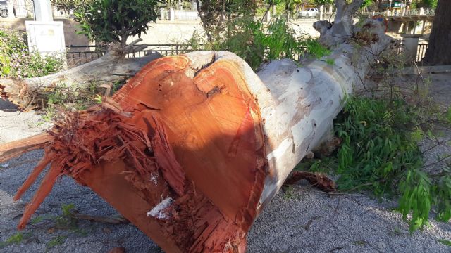 El PP exige la dimisión del alcalde de Lorca por destruir árboles casi bicentenarios pese a que prometió a los vecinos que los iba a trasplantar - 3, Foto 3