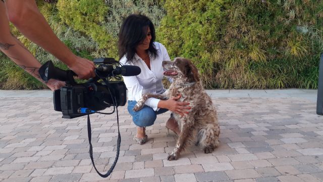 El PP solicita una campaña informativa municipal sobre la leishmaniosis y el incremento de las fumigaciones - 1, Foto 1